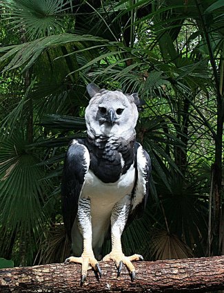 Harpy Eagle (Harpia harpyja) perched