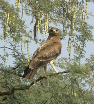 Indian Spotted Eagle (Aquila hastata)