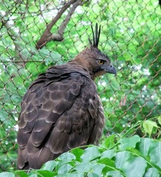 Javan Hawk Eagle (Nisaetus bartelsi) close 
up