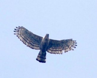 Javan Hawk Eagle (Nisaetus bartelsi) 
flying