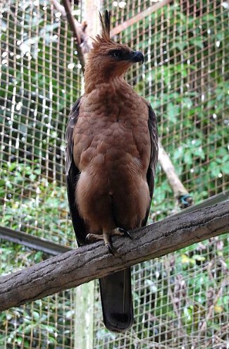 Javan Hawk Eagle (Nisaetus bartelsi) perched