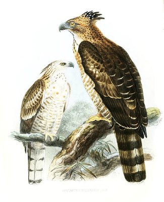 Legge's Hawk Eagle (Nisaetus kelaarti)