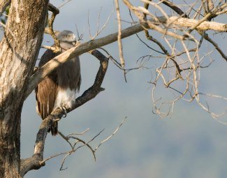 Lesser Fish Eagle (Ichthyophaga humilis) perched