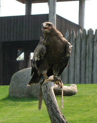 Lesser 
Spotted Eagle (Aquila pomarina)