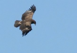 Lesser Spotted Eagle (Aquila pomarina) flying
