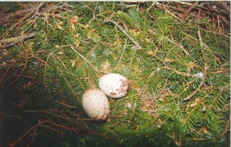Lesser Spotted Eagle (Aquila pomarina) nest with eggs
