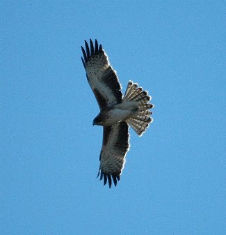 Little Eagle (Aquila morphnoides) flying