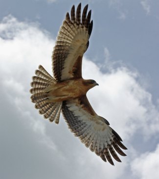 Little Eagle (Aquila morphnoides) flying