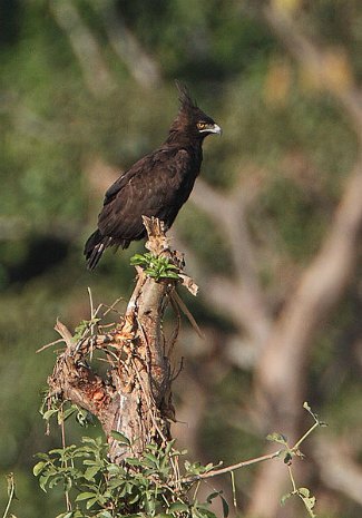 Long-Crested Eagle (Lophaetus 
occipitalis)