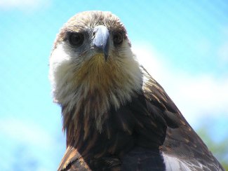 Madagascar Fish Eagle (Haliaeetus vociferoides) 
close up