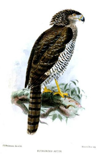Madagascar Serpent Eagle (Eutriorchis astur)
