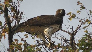 Martial 
Eagle (Polemaetus bellicosus)