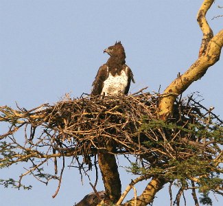 Martial Eagle (Polemaetus bellicosus) on nest