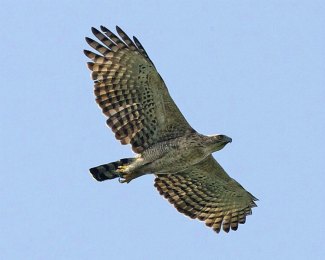 Mountain Hawk Eagle (Nisaetus nipalensis) flying
