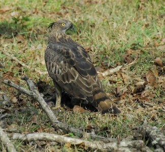 Mountain Hawk Eagle (Nisaetus nipalensis) on the ground