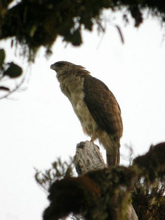 New Guinea Harpy Eagle (Harpyopsis novaeguineae)