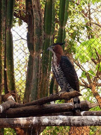 Ornate Hawk Eagle (Spizaetus ornatus) captive