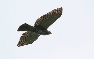 Ornate Hawk Eagle (Spizaetus ornatus) flying