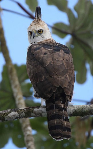 Ornate Hawk Eagle (Spizaetus ornatus) juvenile