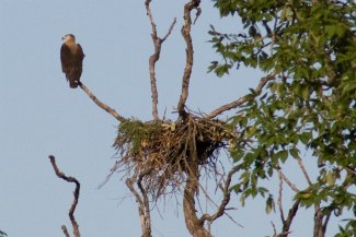 Pallas's Fish Eagle (Haliaeetus leucoryphus) nest