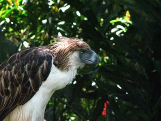 Philippine Eagle - Pithecophaga jefferyi