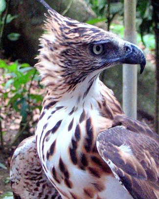 Philippine Hawk Eagle (Nisaetus philippensis) close up
