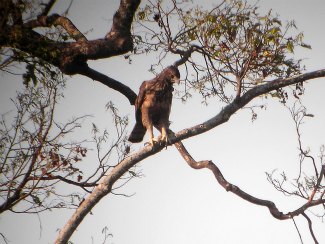 Philippine Hawk Eagle (Nisaetus philippensis) perched