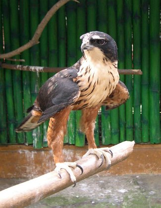 Rufous-Bellied Eagle (Lophotriorchis kienerii)