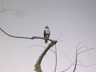 Rufous-Bellied Eagle (Lophotriorchis kienerii) perched