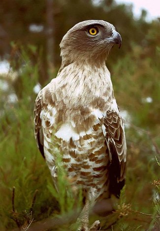 Short-Toed Snake Eagle (Circaetus gallicus) close up