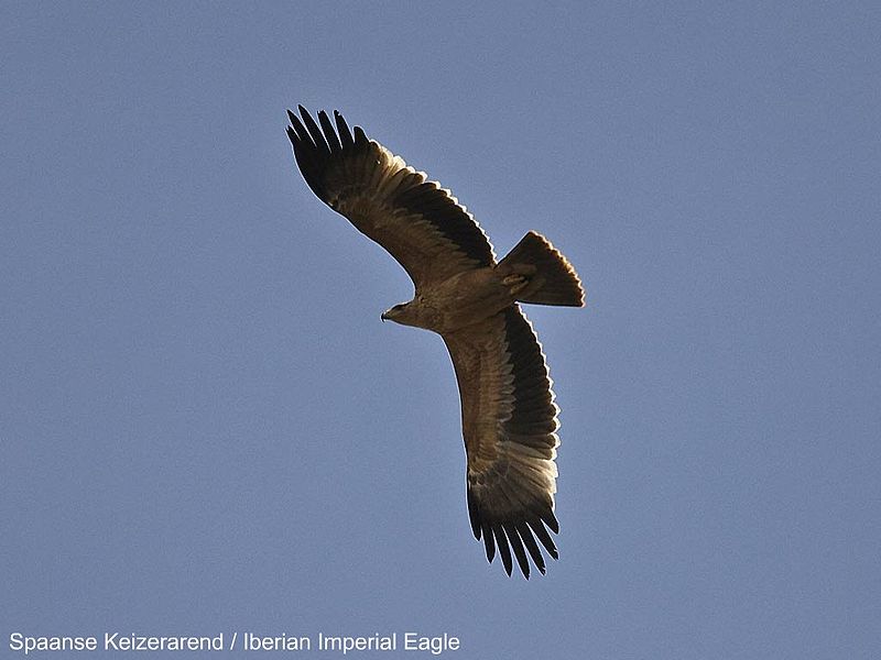 Spanish Imperial Eagle (Aquila adalberti) 
flying