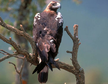 Spanish Imperial Eagle (Aquila adalberti) perched