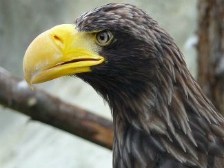 Steller's Sea Eagle (Haliaeetus pelagicus) close up