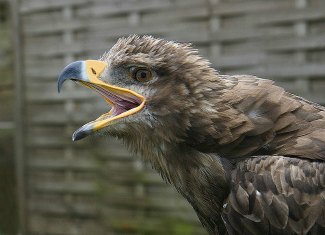 Steppe Eagle (Aquila nipalensis) close up
