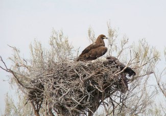 Steppe Eagle (Aquila nipalensis) on nest