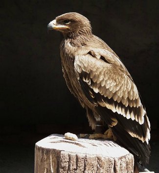 Steppe Eagle (Aquila nipalensis) perched