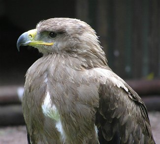 Tawny Eagle (Aquila 
rapax)