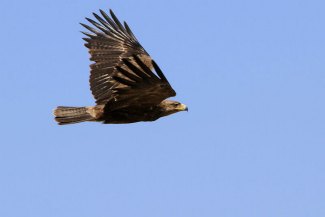 Tawny Eagle (Aquila rapax) flying
