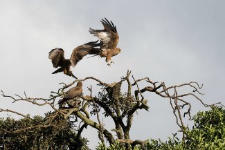 Group of Tawny Eagles (Aquila rapax)