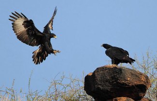 Verreaux's Eagle (Aquila verreauxii) pair