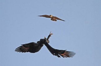 Verreaux's Eagle (Aquila 
verreauxii) skirmishes with a Lanner Falcon (Falco biarmicus)