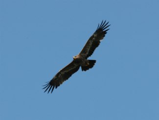 Wahlberg's Eagle (Aquila wahlbergi) flying