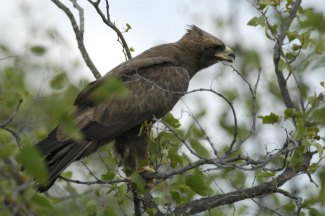 Wahlberg's Eagle (Aquila wahlbergi) perched