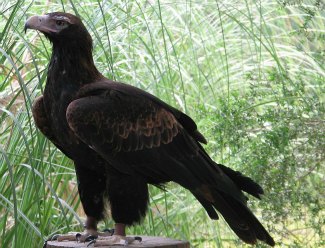 Wedge-Tailed Eagle (Aquila audax) close up