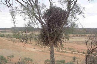 Wedge-Tailed Eagle (Aquila audax) nest in tree