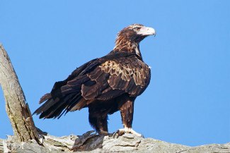 Wedge-Tailed Eagle (Aquila audax) perched