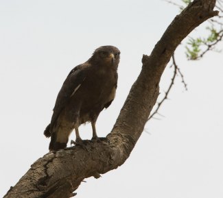 Western Banded Snake Eagle (Circaetus cinerascens) perched