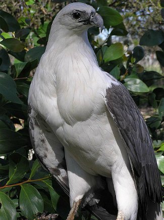 White-Bellied Sea Eagle 
(Haliaeetus leucogaster)