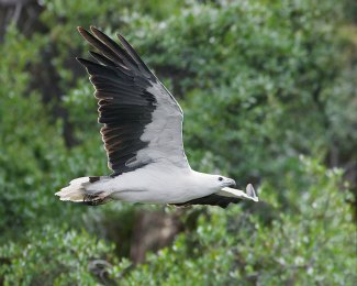 White-Bellied Sea Eagle (Haliaeetus 
leucogaster) flying