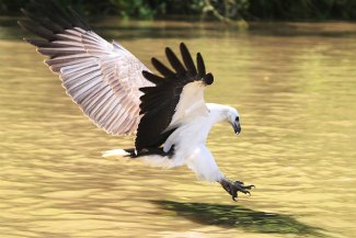 White-Bellied Sea Eagle (Haliaeetus leucogaster) hunting and about to 
snatch prey